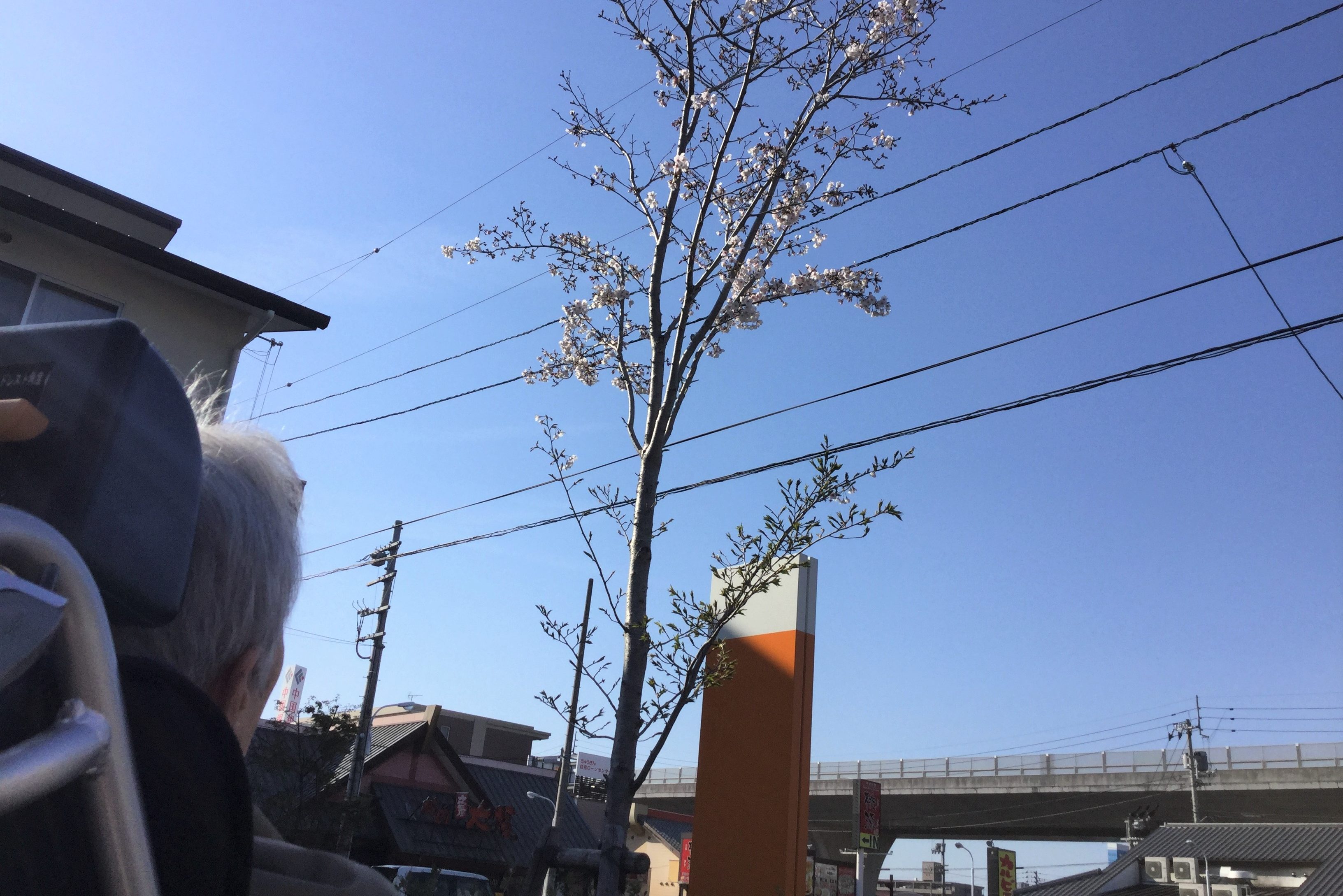 イメージ：チョコレートでチョコっとお花見