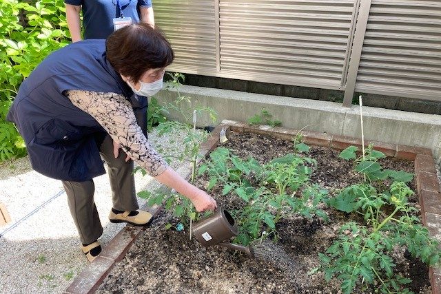 イメージ：初収穫