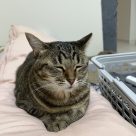 アバター画像